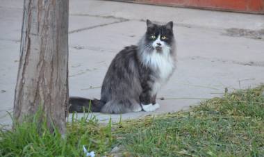 Jornada de vacunación masiva en Parque Norte de Cipolletti