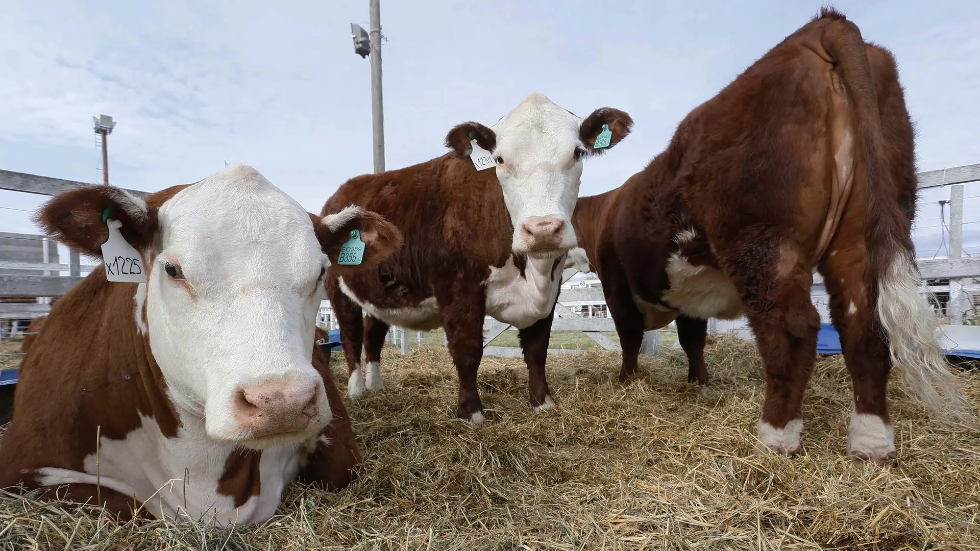 Medida inconsulta de Nación pone en riesgo 20 años de esfuerzo patagónico